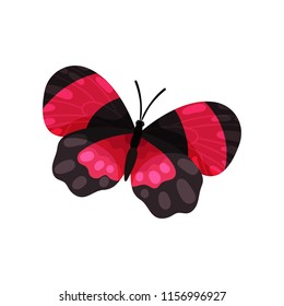 Beautiful black and pink butterfly insect vector Illustration on a white background