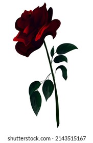 Beautiful black and red rose. Vector illustration. Flower.
