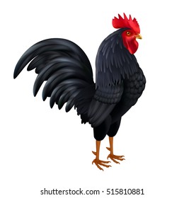 Beautiful black rooster breed chicken realistic isolated side view image on white background vector illustration 