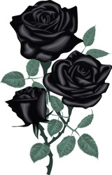 Beautiful Black Roses On A White Background