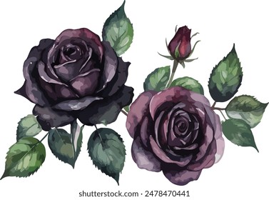 hermosa acuarela de rosas negras aisladas. Ilustración vectorial