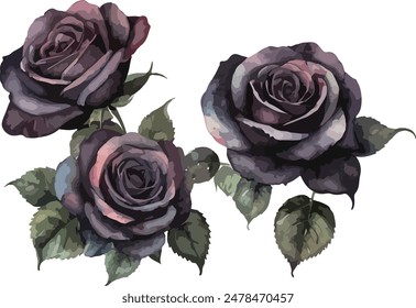 beautiful black roses watercolor isolated. Vector illustration