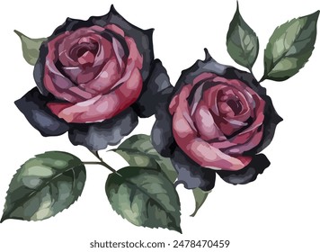 Schöne schwarze Rosen Aquarell isoliert. Vektorillustration