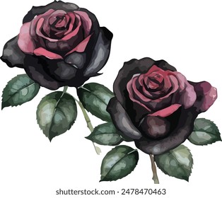 beautiful black roses watercolor isolated. Vector illustration