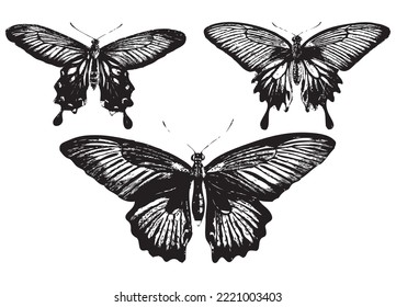 Beautiful Black Triplets Butterflies Or Butterfly Tattoo Kind Clipart Vector Illustration