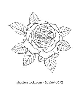 beautiful black and white bouquet rose and leaves. Floral arrangement isolated on background. design greeting card and invitation of the wedding, birthday, Valentine s Day, mother s day, holiday.