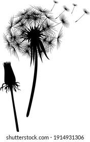 
beautiful black and white dandelion