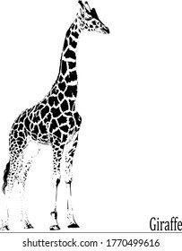 beautiful black and white giraffe with a long neck isolated on white background