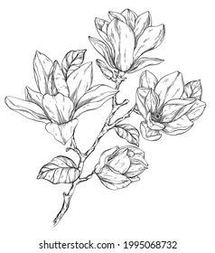 Beautiful Black and white magnolia flowers brunch. Vector illustration