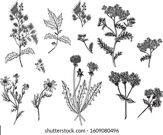 Beautiful black and white plants set