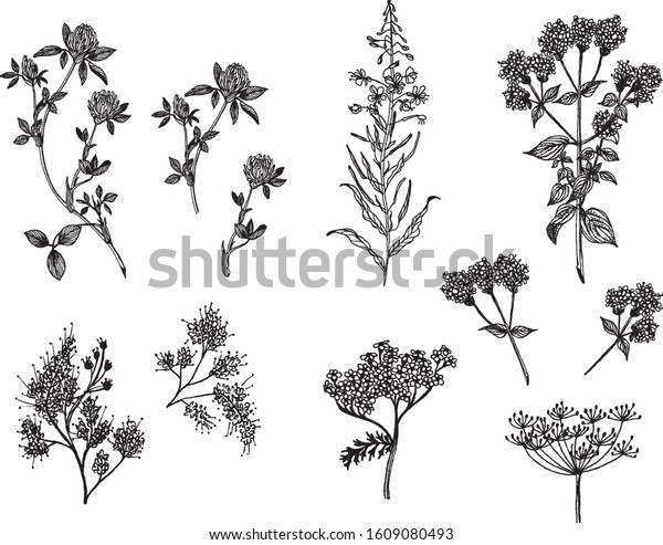 Beautiful Black White Plants Set Stock Vector (Royalty Free) 1609080493 ...