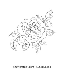 Beautiful Black White Rose Leaves Floral Stock Vector (royalty Free 