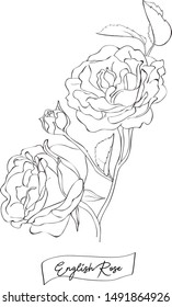 beautiful black and white roses and leaves isolated on background. Design greeting card and invitation of the wedding, birthday, Valentine s Day, mother s day, holiday. 