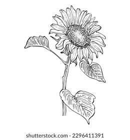 The Beautiful Black And White Sunflower line art