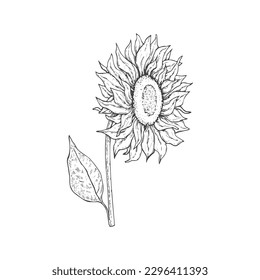 The Beautiful Black And White Sunflower line art