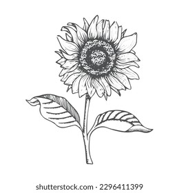 The Beautiful Black And White Sunflower line art