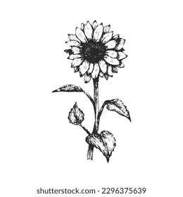 The beautiful black and white sunflower vector line art