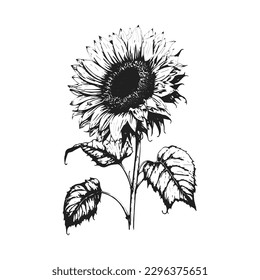 Die wunderschöne, schwarz-weiße Sonnenblume, Vektorgrafik