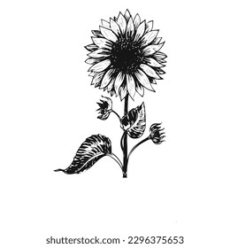 The beautiful black and white sunflower vector line art