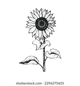 The beautiful black and white sunflower vector line art