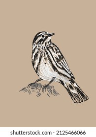 Beautiful black and white warbler bird drawn by hand in vector and isolated on a vintage craft background. Imitation of a color pencil sketch in realistic style, a page from a bird-watching sketchbook