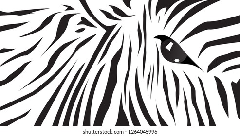 Beautiful black and white zebra drawings