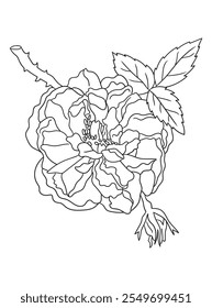 Beautiful black-and-white rose illustration with fine details, ideal for coloring books. Great for art enthusiasts, floral lovers, and creative projects.