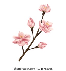 Beautiful blooming branch with pink Spring flowers isolated on white background