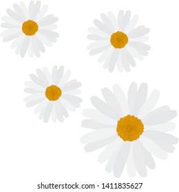 Beautiful blooming daisy on white background. Seamless Pattern Background. Vector Illustration. EPS10