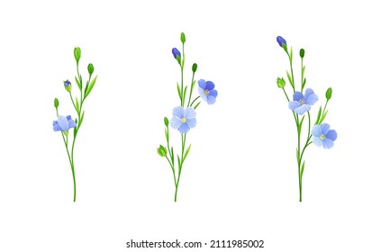 Beautiful blooming flax flower branches set. Floral design element. Organic healthy product vector illustration