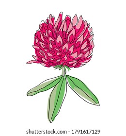 beautiful blooming flower clover. minimal style. vector illustration