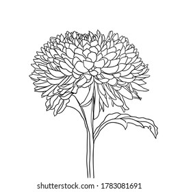 beautiful blooming flower. minimal style. vector illustration. 