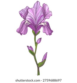 Beautiful blooming iris flowers in garden, purple and blue Siberian iris blossoms in spring nature, decorative floral background with elegant iris petals and green leaves