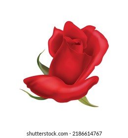 Beautiful blooming red rose flower realistic vector illustration