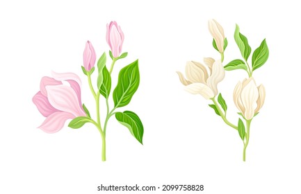 Beautiful blooming tree branches with white and pink flowers set vector illustration