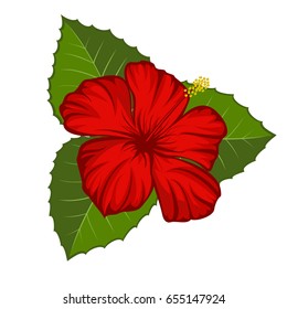 Beautiful blooming tropical flower. Red hibiscus.