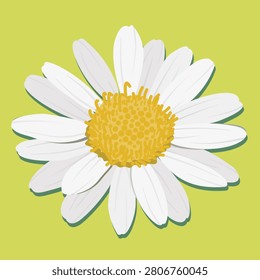 A beautiful blooming white daisy with yellow background