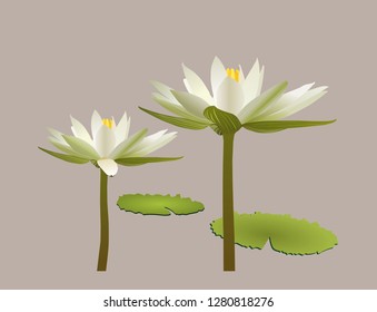 Beautiful blooming white water lily lotus flower with green leaves