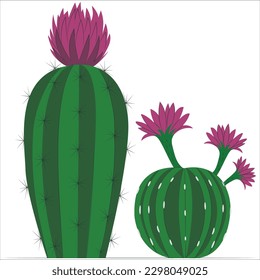 Beautiful blooming wild desert cactus flower. Four yellow flowers, three of which are in bloom, sprout from the edge of a prickly pear cactus pad. Cactus flower with young fruit, Indian fig.
