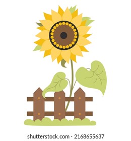Beautiful blooming yellow sunflower behind wooden fence with grass. Vector illustration. Farm plant flower with leaves for design, decoration of agricultural themes, decor and print.