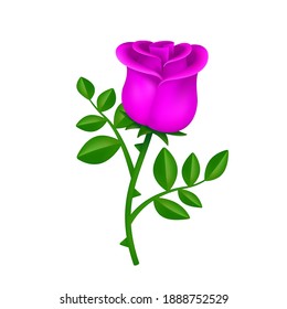 Beautiful blossom pink rose with green leaves isolated on white background