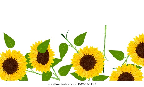 beautiful blossom sunflowers in the bottom border background 