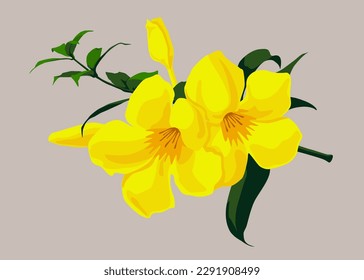 Beautiful Blossom Yellow Allamanda Cathartica Flower Vector