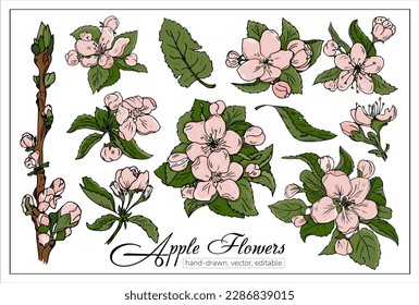 Beautiful blossoming cherry or apple flowers. Set of realistic hand drawn vector flowering cherry branches.