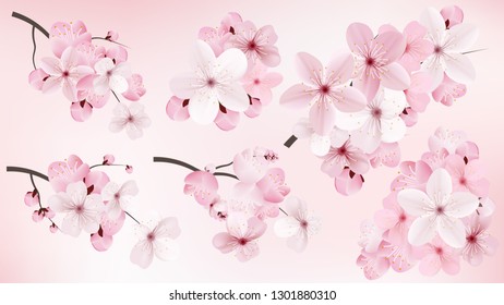 Beautiful blossoming dark and light pink sakura  flowers. Set of realistic flowering cerry branches. Vector illustration