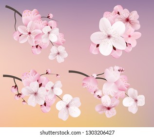 Beautiful blossoming dark and light pink sakura  flowers. Set of realistic flowering cerry branches. Vector illustration