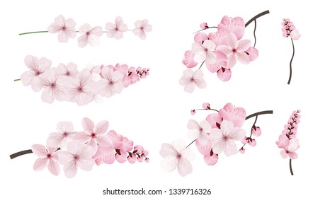 Beautiful blossoming dark and light pink sakura  flowers. Set of realistic flowering cerry branches. Vector illustration