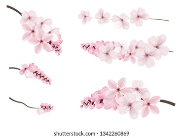 Beautiful blossoming dark and light pink sakura  flowers. Set of realistic flowering cerry branches. Vector illustration