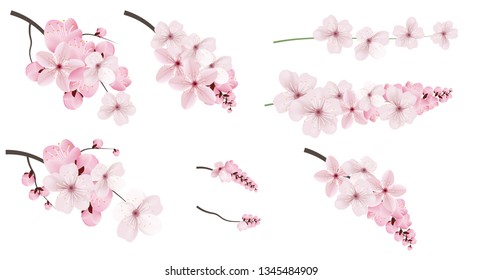 Beautiful blossoming dark and light pink sakura  flowers. Set of realistic flowering cerry branches. Vector illustration