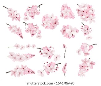 Beautiful blossoming pink sakura flowers on branches.